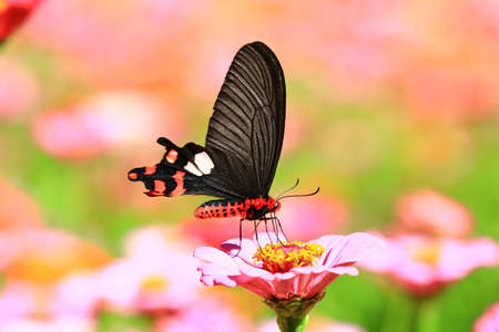 Common Rose (Pachliopta aristolochiae) butterfly and blooming Zinnia(Youth-and-old-age) flowers, a...