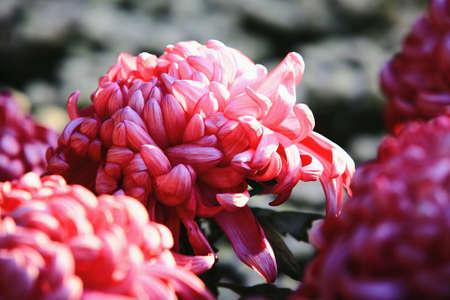 colorful Chrysanthemum flowers close-up,beautiful red with white flowers blooming in the garden in...