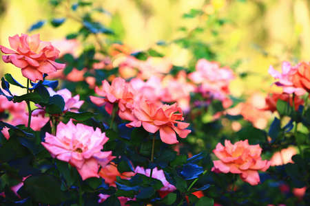 blooming romantic fresh pink Roses,close-up of beautiful pink roses in full bloom in the gardenの写真素材