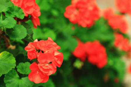 beautiful view of blooming Fish Geranium(Zonal Geranium,House Geranium,Horseshoe Geranium)...