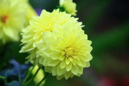 beautiful view of blooming Dahlia flowers close-up,yellow dahlia flowers blooming in the garden