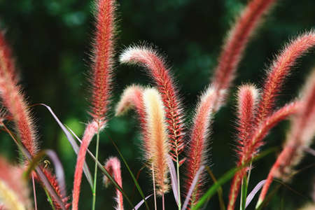 beautiful view of Pennisetum Feather(Fountain Grass, Pennisetum Setaceum), close-up of grasses...