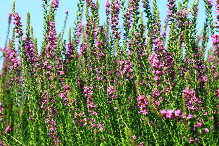 beautiful view of blooming Spiked Loosestrlfe(Purple Lythrum) flowers,close-up of purple flowers...