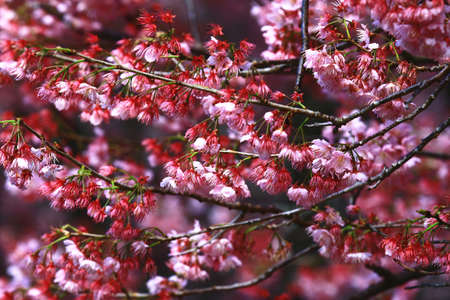 amazing view of blooming Cherry blossoms flowers,close-up of pink with red Cherry blossoms blooming...