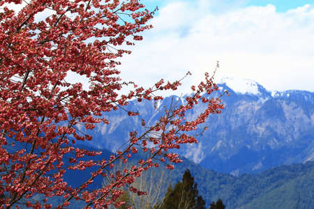 amazing scenery of blooming Cherry blossoms flowers with continuously mountains, view of pink Cherry blossoms blooming on the branches in springの写真素材
