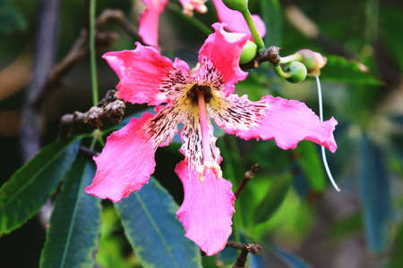 blooming flowers of the Floss-silk Tree (Silk floss Tree),close-up of pink with yellow flowers...