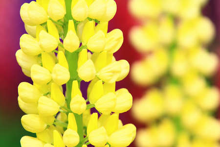 amazing view of blooming Lupinus(Dull Ice Flower), close-up of yellow Lupinus flowers blooming in the garden in springの写真素材