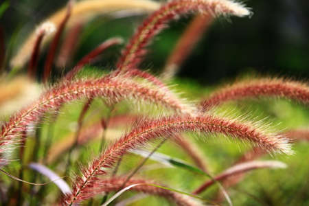 beautiful Pennisetum Feather(Fountain Grass, Pennisetum Setaceum), close-up of colorful grasses growing in the fieldの写真素材