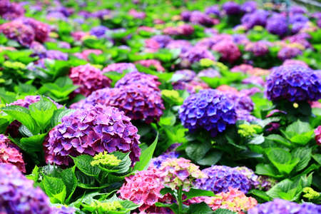 beautiful scenery of blooming Hydrangea(Big-leaf Hyrdangea) flowers, many colorful Hydrangea flowers...