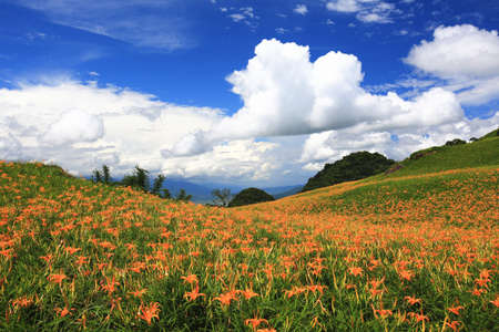 beautiful scenery of Daylily(Hemerocallis fulva,Orange Daylily) flowers with blue sky and white cloud,many orange daylily flowers blooming in the valley in summerの写真素材