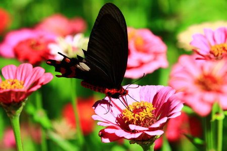 blooming Zinnia (Youth-and-old-age) flowers and Common Rose (Pachliopta aristolochiae) butterfly, a colorful butterfly resting on the Zinnia flower in the garden at sunny summerの写真素材