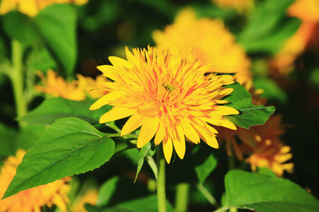 beautiful blooming colorful Sunflowers, close-up of yellow flowers blooming in the garden at a sunny dayの写真素材
