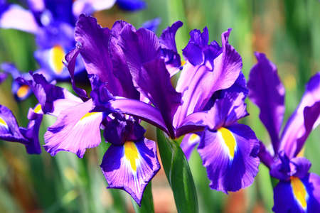view of Iris(Flag,Gladdon,Fleur-de-lis) flowers,close-up of beautiful colorful Iris flowers blooming in the garden in a sunny dayの写真素材