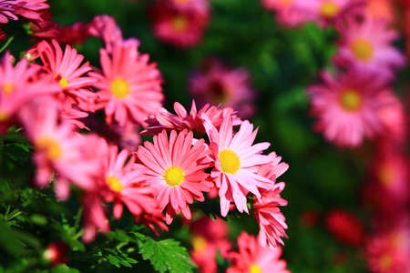 Daisy(English Daisy,Meadow Daisy,Daisy,True Daisy,Day's Eye) flowers close-up,beautiful colorful flowers blooming in the gardenの写真素材