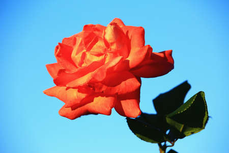 blooming romantic fresh colorful Rose with blue sky background, beautiful red with yellow Rose in full bloom in the garden at a sunny dayの写真素材