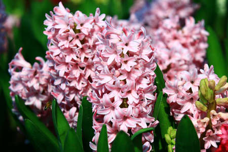 amazing view of blooming Hyacinth flowers, close-up of pink Hyacinth flowers blooming in the gardenの写真素材