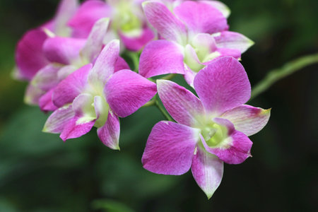 amazing view of blooming Phalaenopsis, Moth orchid flowers, close-up of beautiful purple with yellow Phalaenopsis flowers blooming in the gardenの写真素材