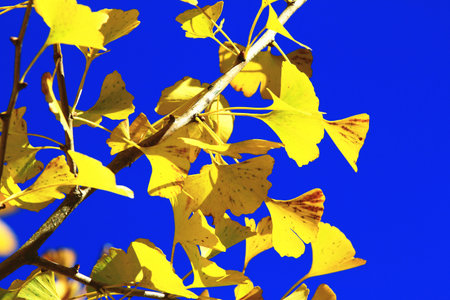 changing color leaves of Ginkgo Tree, Maidenhair Tree with blue sky background, close-up of yellow leaves growing on the branches of the Ginkgo tree in autumnの写真素材