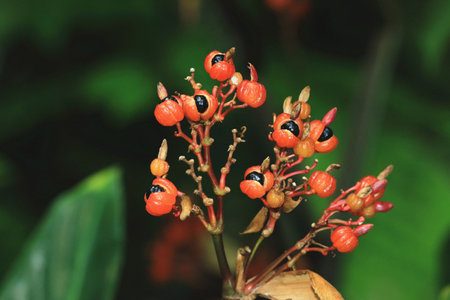 view of Guarana fruits growing in the plantation, close-up of red with black Guarana fruitsの写真素材