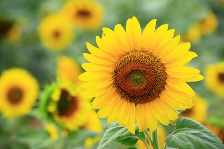 beautiful blooming colorful Sunflowers, close-up of yellow with brown Sunflowers blooming in the garden at a sunny dayの写真素材
