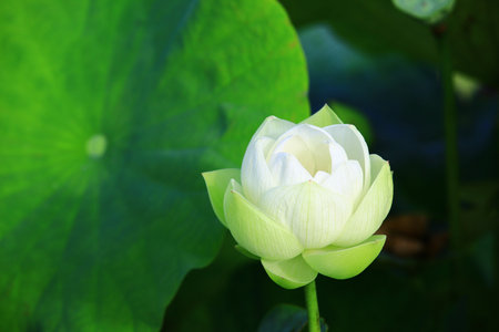 amazing view of blooming lotus flower and green leaf, close-up of white lotus flower blooming in the pond in summerの写真素材