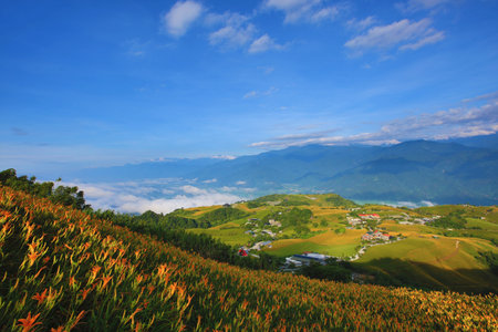 landscape of Daylily,Hemerocallis fulva,Orange Daylily flowers with mountains and farmhouses,daylily flowers blooming among the mountains with green trees and farmhouses in summerの写真素材