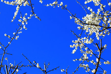 white Plum flowers blooming on the branches with blue sky background at sunny winterの写真素材