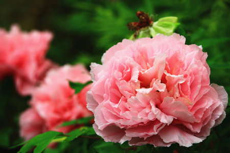 <p>blooming pink Peony flowers, close-up of colorful Peony flowers blooming in the garden</p><p><br></p>の写真素材