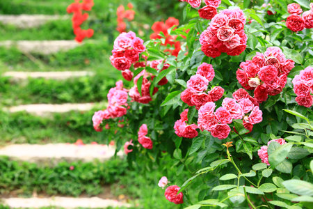 <p>Rose garden with blooming romantic fresh colorful Roses and stairs</p>の写真素材