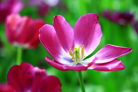 amazing view of blooming colorful Tulip flowers, close-up of beautiful red with purple Tulip flowers blooming in the gardenの写真素材