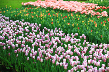 beautiful scenery of blooming colorful Tulip flowers field,many red,white and pink Tulip flowers blooming in the gardenの写真素材