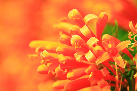 Blooming colorful Flaming Trumpet(Fire-cracker Vine,Orange-trumpet Vine) flowers with orange backgroundの写真素材