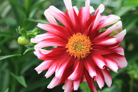 blooming colorful Dahlia flower, close-up of red with white Dahlia flower blooming in the gardenの写真素材