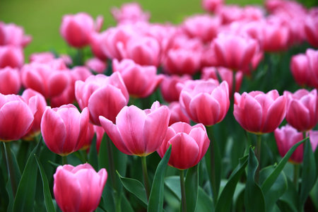 blooming colorful Tulip flowers, close-up of beautiful red Tulip flowers blooming in the gardenの写真素材