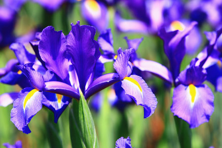 blooming Iris(Flag,Gladdon,Fleur-de-lis) flowers,close-up of beautiful colorful Iris flowers blooming in the garden at sunny dayの写真素材