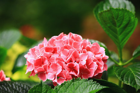 blooming Hydrangea(Big-leaf Hyrdangea) flowers,close-up of pink Hydrangea flowers blooming in the gardenの写真素材