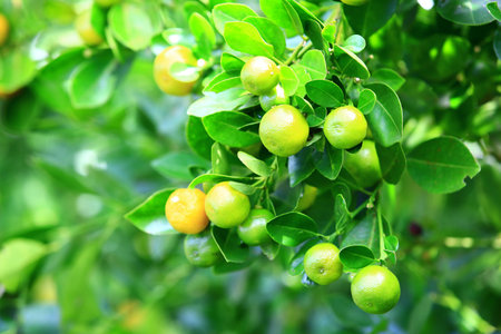 Round Kumquat fruits growing on the branches in the plantation at a sunny dayの写真素材