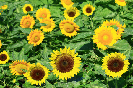 blooming colorful Sunflowers, close-up of yellow Sunflowers blooming in the garden at a sunny dayの写真素材