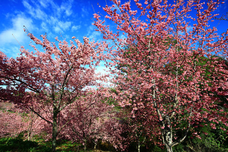 Scenery of blooming Cherry blossom flowers growing on the branches with blue sky background in springの写真素材