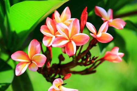 blooming colorful Frangipani flowers, close-up of pink with yellow Frangipani flowers blooming in the gardenの写真素材