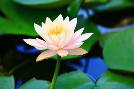 blooming Lotus flower, close-up of beautiful pink lotus flower blooming in the pond in summerの写真素材