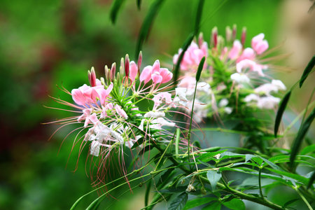Spider flowers (Spiny Spiderflower, Cleome Hassleriana), close-up of pink with white flowers blooming in the gardenの写真素材