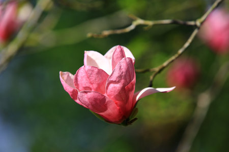 close-up of Lotus-flowered Magnolia(Southern Magnolia,Loblolly Magnolia,Bull Bay,Large-flowered Magnolia) flower,amazing view of pink with white flower blooming in the plantation iの写真素材