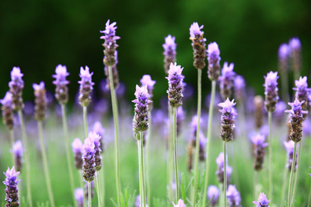 beautiful lavender blossoms, close-up of purple lavender flowers blooming in the garden in springの写真素材