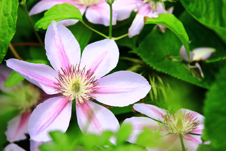 blooming Clematis hybridas(Vase vine) flowers,close-up of Clematis hybridas flowers blooming in the gardenの写真素材
