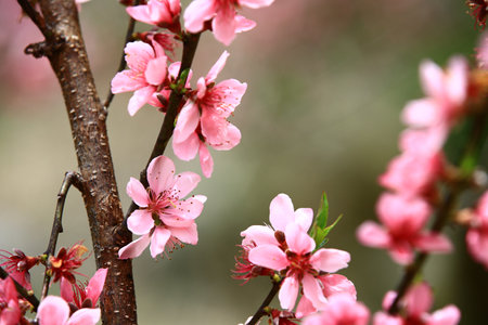 beautiful colorful peach blossoms blooming on the branches in the plantationの写真素材