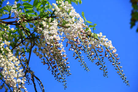 Purple Wisteria flowers(Bean Tree,Purple Vine) with white color blooming in the garden with blue sky backgroundの写真素材