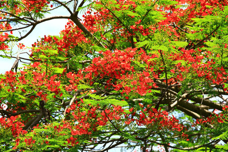 Blooming red flowers of Poinciana or Flame tree with sky background at sunny dayの写真素材