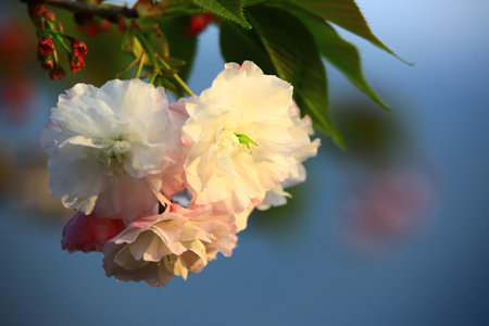 Cherry Blossoms blooming on the branch with soft backgroundの写真素材