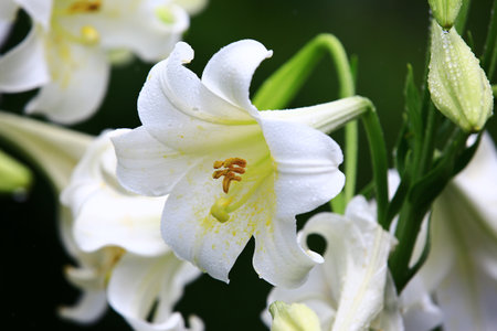 Longflower Lily or Easter Lily or White Trumpet Lily flowers blooming in garden with raindropsの写真素材
